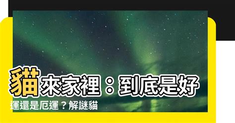 夢到貓來家裡|夢見許多貓進屋的隱秘寓意與人生啟示，你瞭解了嗎？